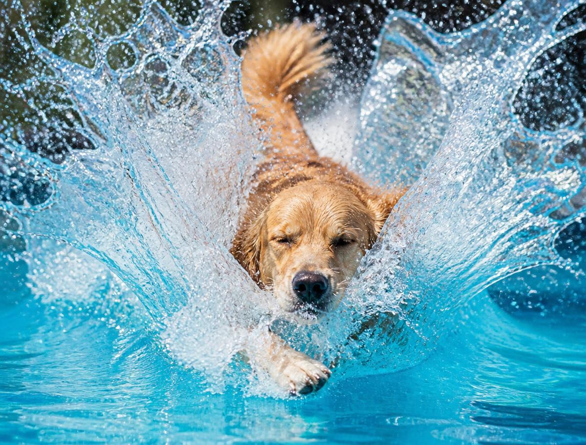 A golden retriever landing in a big splash after a dock dive